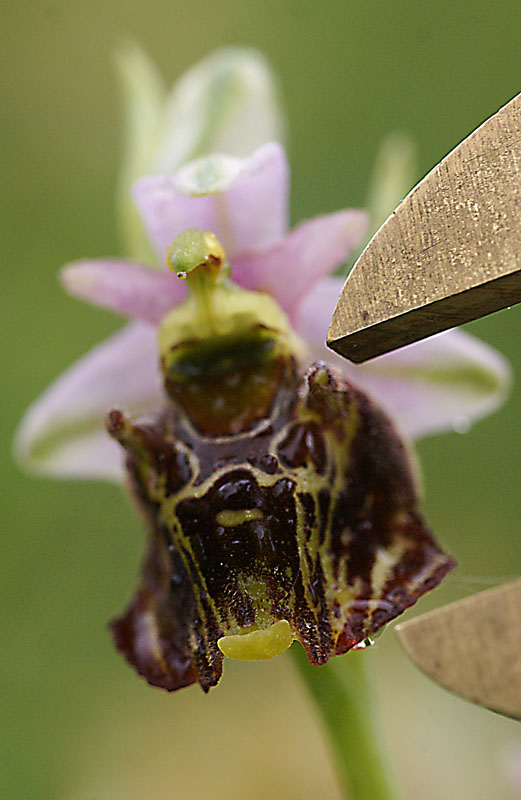 Ophrys holoserica 23 mei 2014