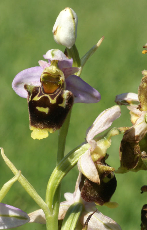 Ophrys ??