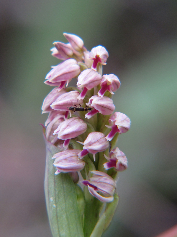 Neotinia-bestuiver.jpg