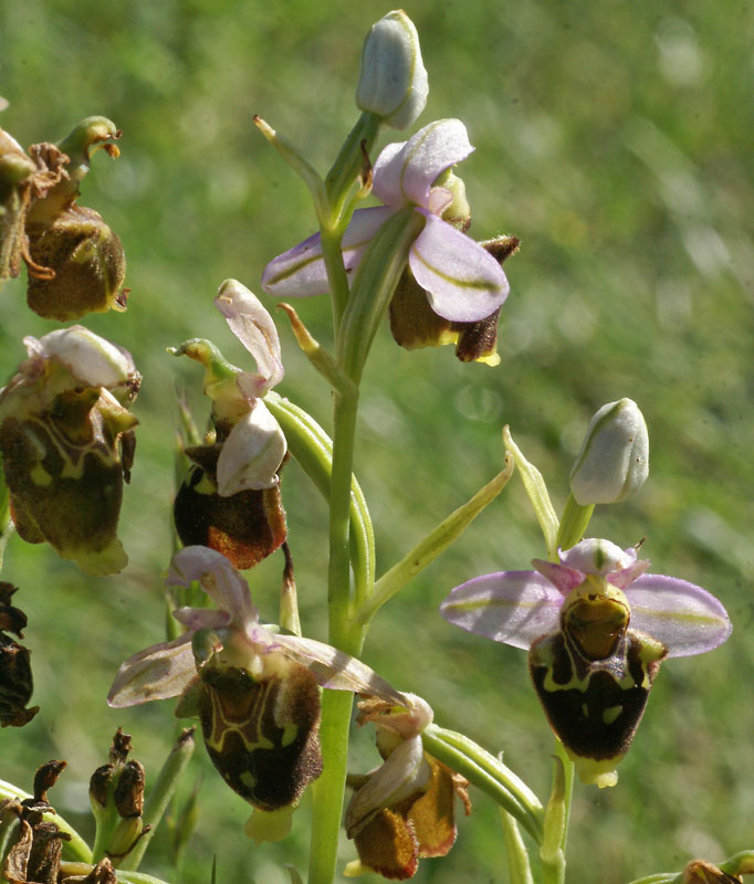 Ophrys ??