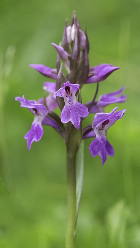 Orchidee Henk.jpg