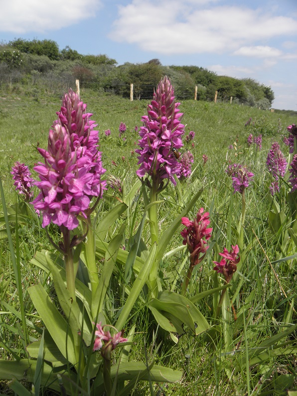 Steenrode orchis , Dactylorhiza incarnata subs. coccinea?