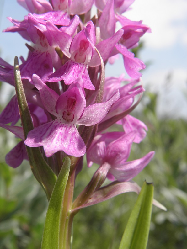 Rietorchis, Dactylorhiza majalis subs. praetermissa?