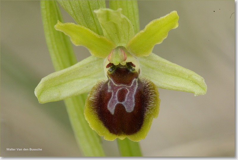 sized_Ophrys araneola 050420081.JPG