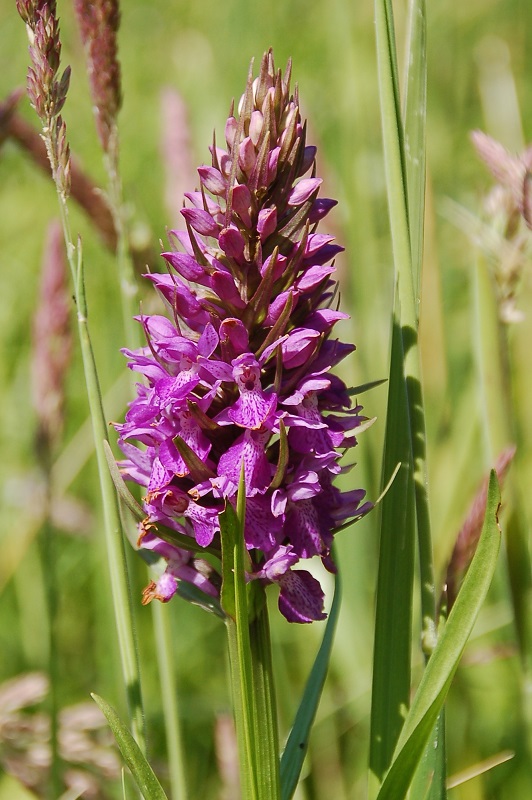 de brede orchis (Dactylorhiza majalis) - kopie.JPG