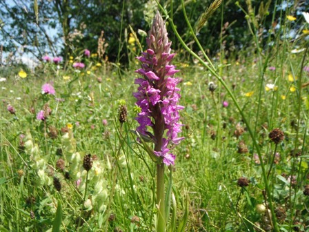 foto's 30 mei 2014 orchideenveldje voorhout 062.jpg