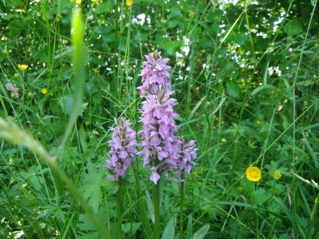 foto's 30 mei 2014 orchideenveldje voorhout 047.jpg