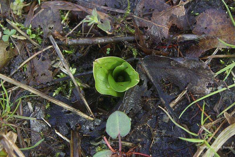 Neottia_ovata_Bornem_28032009.JPG