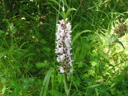foto's 30 mei 2014 orchideenveldje voorhout 049.jpg