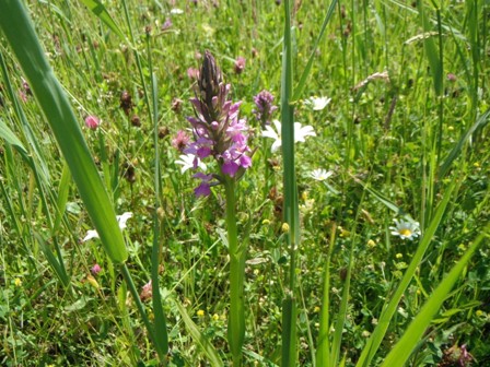 foto's 30 mei 2014 orchideenveldje voorhout 027.jpg