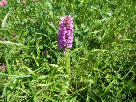 foto's 30 mei 2014 orchideenveldje voorhout 053.jpg