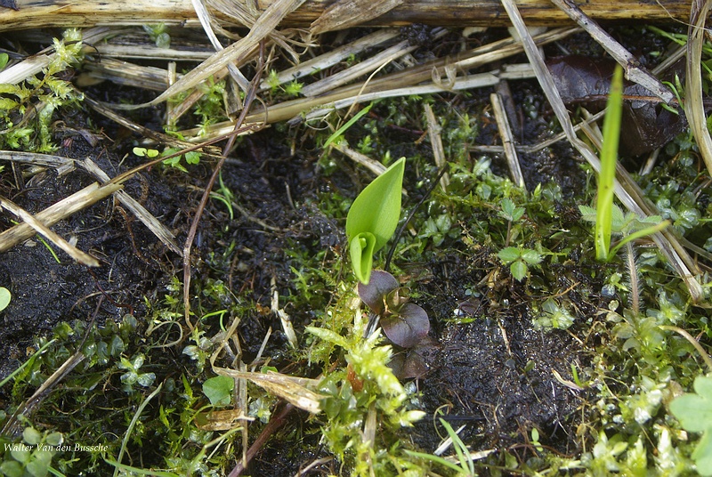 Dactylorhiza_majalis_Bornem_28032009.JPG