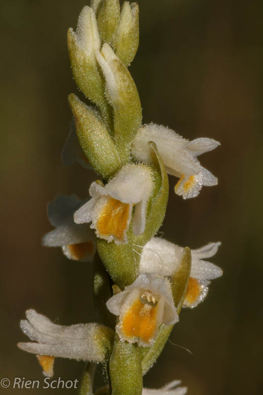 Spiranthes lucida - D14_1637.jpg