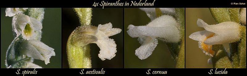 De 4 Spiranthes-soorten van Nederland (foto van S. aestivalis is uit Zwitserland)