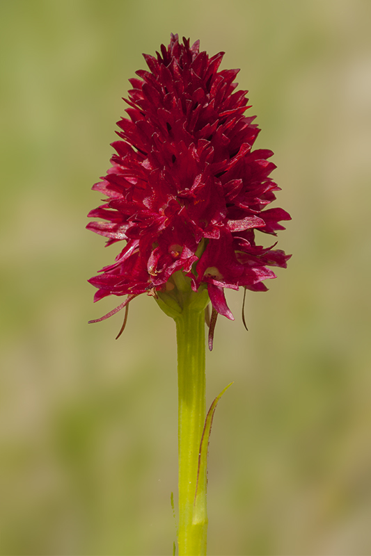 nigritella.jpg