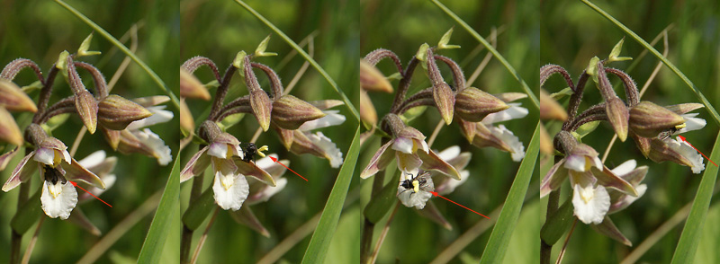 rood pijltje geeft vlieg aan