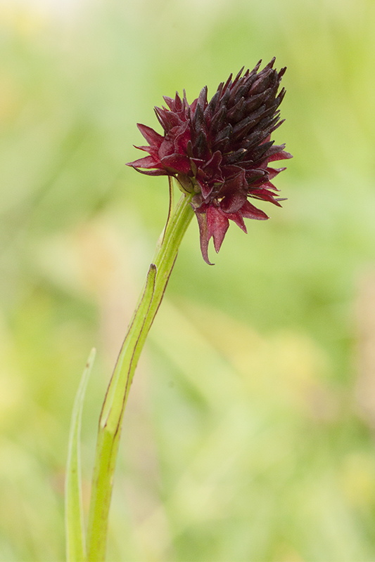nigritella2.jpg