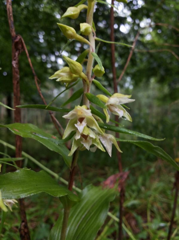 E. helleborine Eext Hillig Meer 25-07-14.jpg