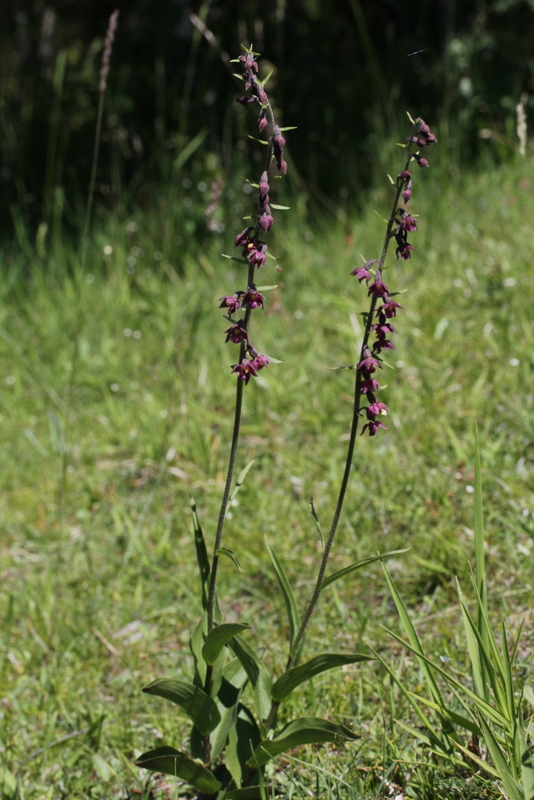 Epipactis atrorubens Thüringen 060614 (2).JPG