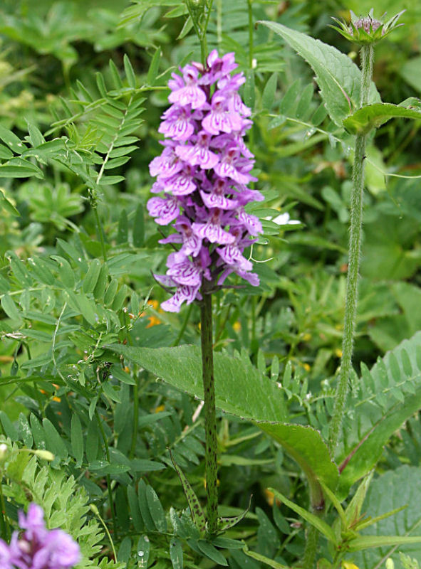 07k Davos Schatzalp orchidee 14.JPG
