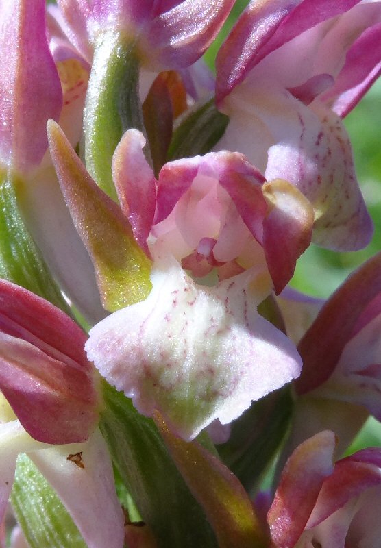 dact bloem.jpg