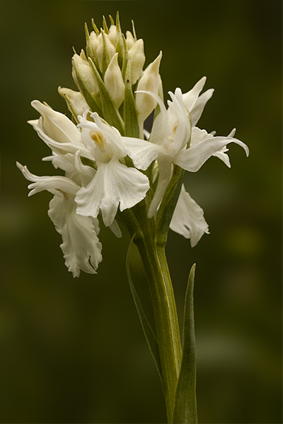 dactylorhiza.jpg