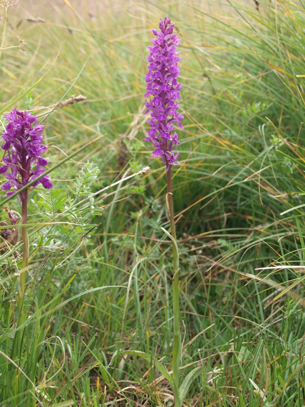 P7207894 Dactylhorhiza  elata.JPG