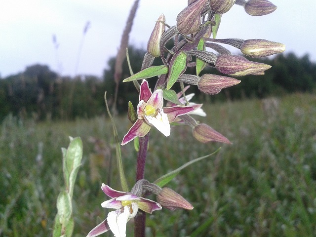 Dit lijkt me een Palustris maar ik twijfel ook hier weer door de kleur en bloeitijd, deze begon pas terwijl zijn lichtere neefjes al vol in bloei stonden
