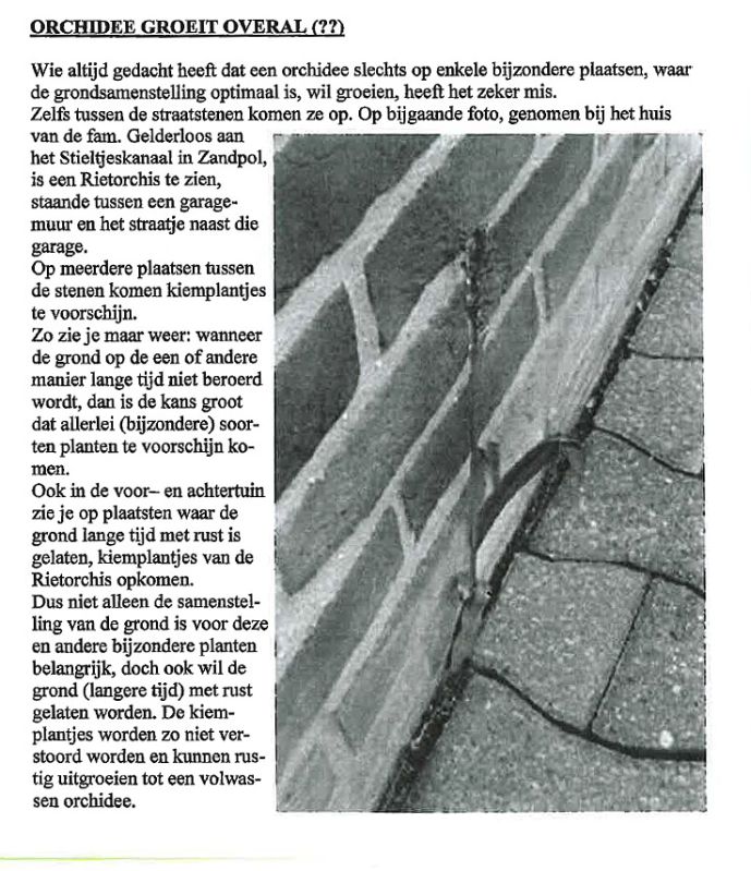 Orchidee groeit overal.jpg