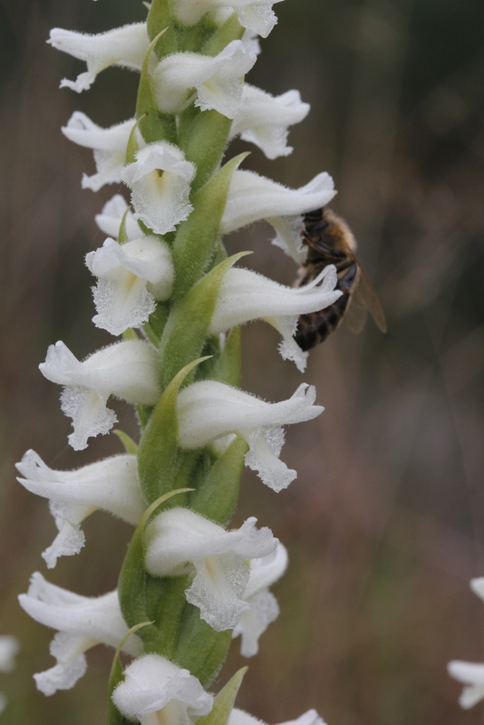 Spiranthes cernua  var. odorata  Twente  19-10-2013 (23).JPG
