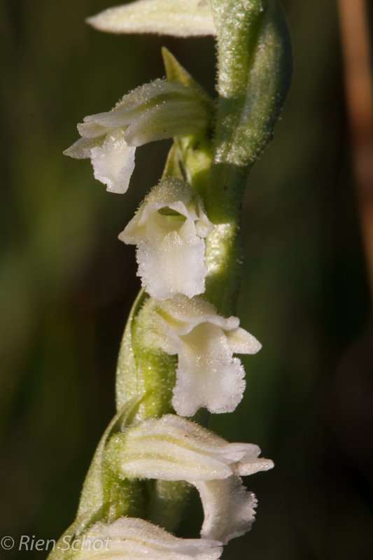 Spiranthes aestivalis ( D12_1582).jpg