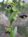 Ophrys fusca sbsp. laureotica 3.1.15 (2).png