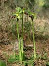 Ophrys fusca sbsp. laureotica 3.1.15.png