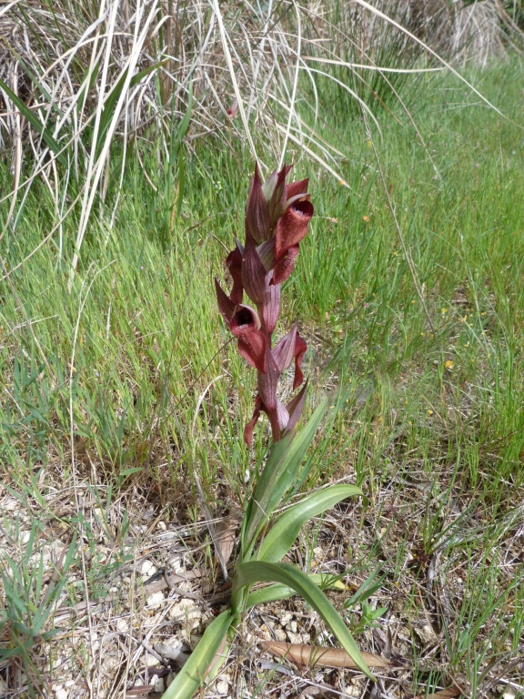 Serapias carica.jpg