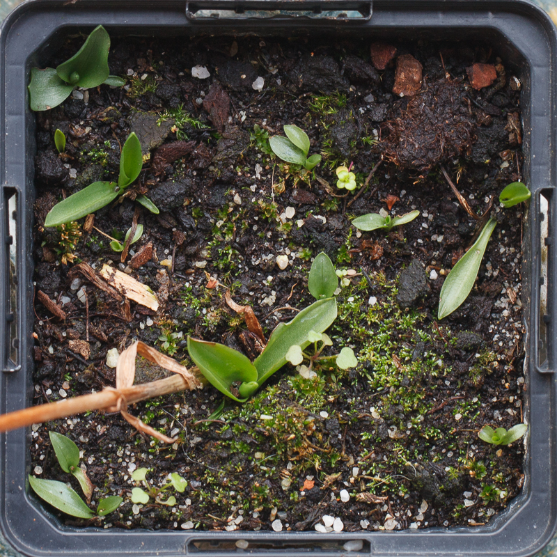 Zaailingen en rozet Spiranthes cernua