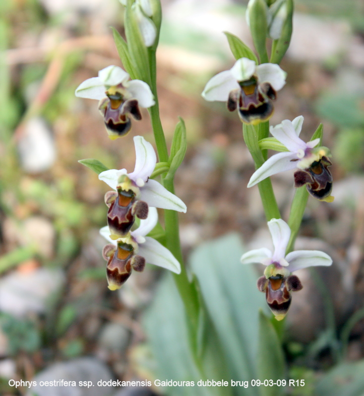 O. oestrifera ssp. dodekanensis Gaidouras brug 100309 RO15.jpg