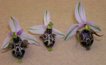 ophrys cornuta.jpg
