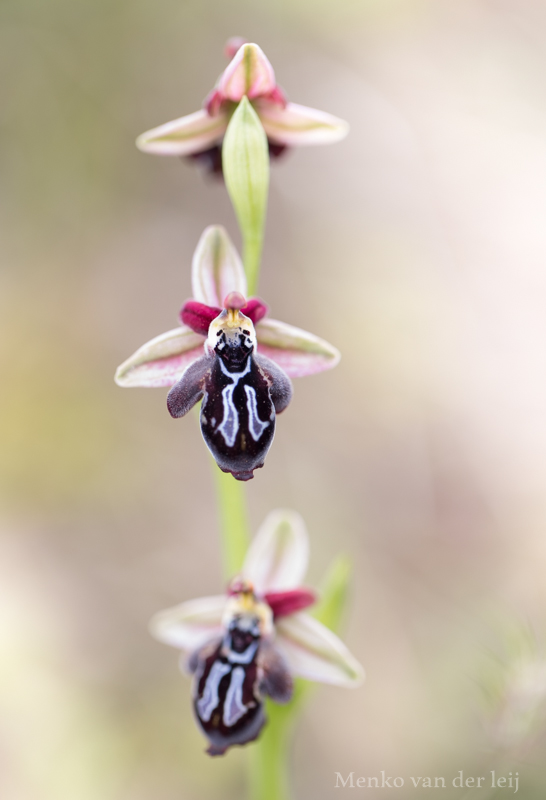 ophrys ariadnae