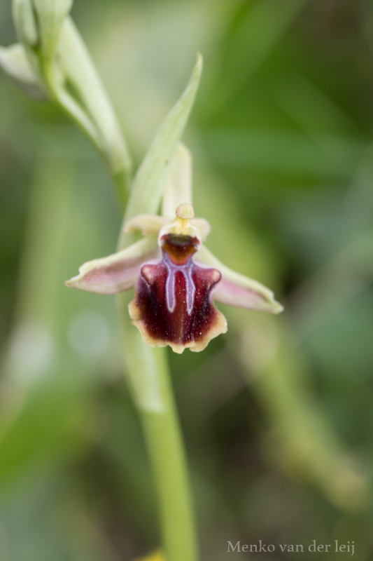 ophrys grammica?