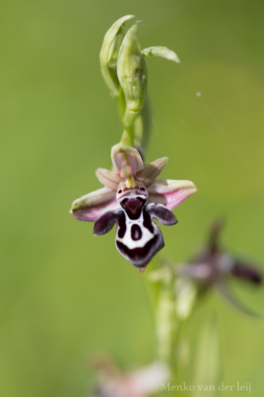 ophrys cretica