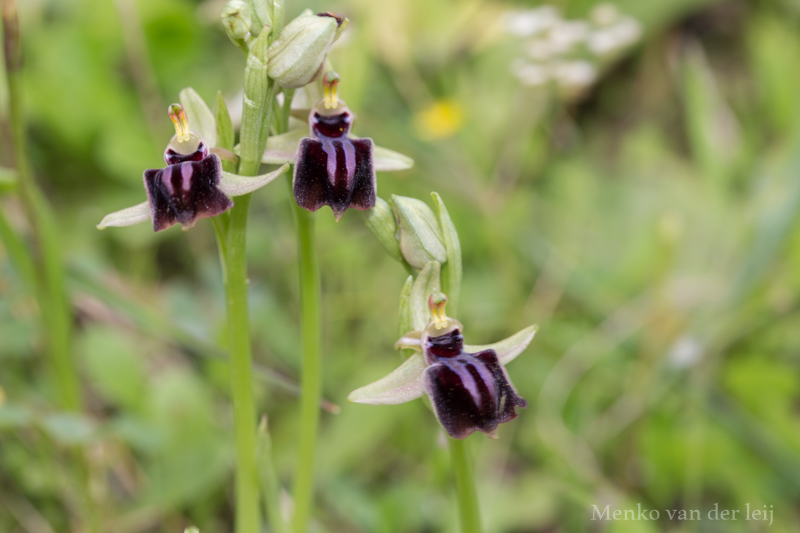 ophrys mammosa?