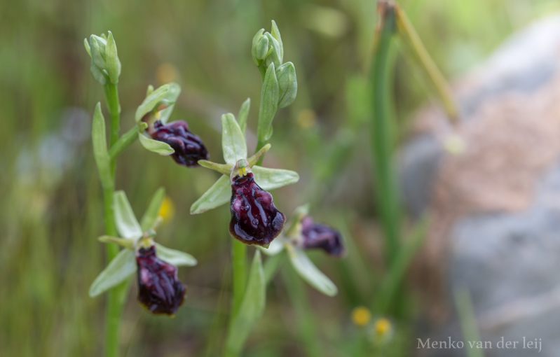 ophrys gorynia