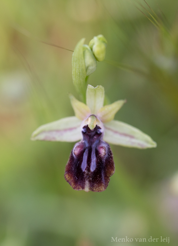 ophrys gortynia