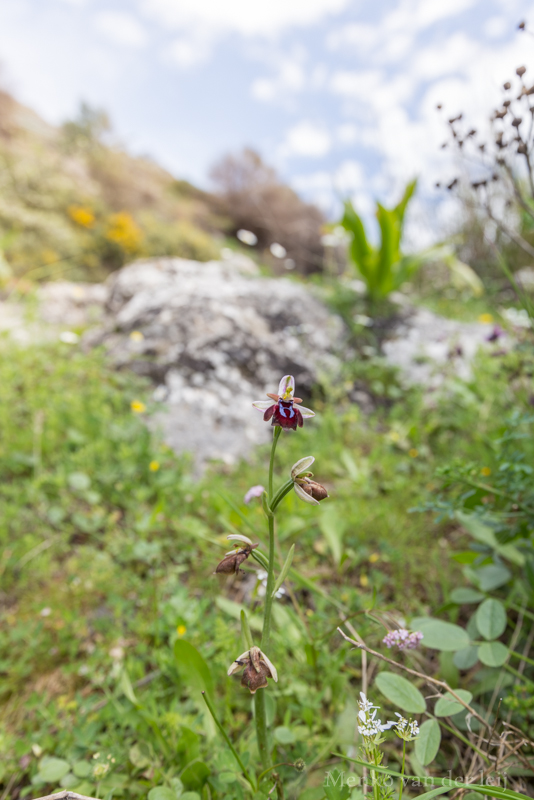 ophrys grigoriana? of toch spruneri?