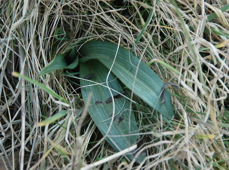 Bijenorchis (duinen noordhelling, geen zon)