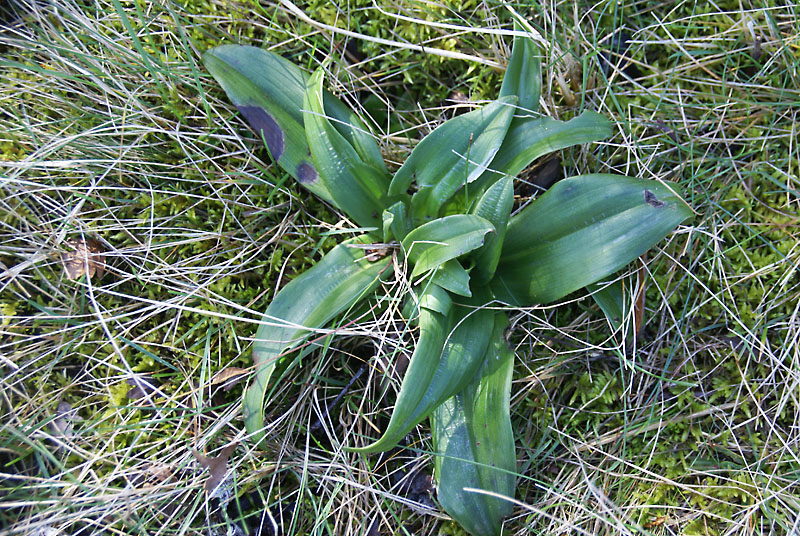 Bokkenorchis feb.2014