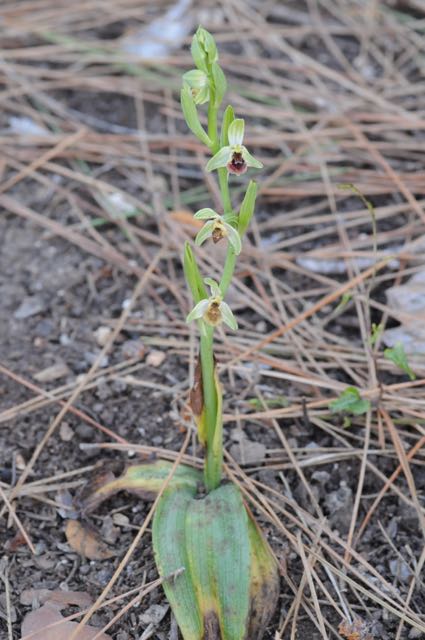 Ophrys spec EB Agios Minas 5.jpg