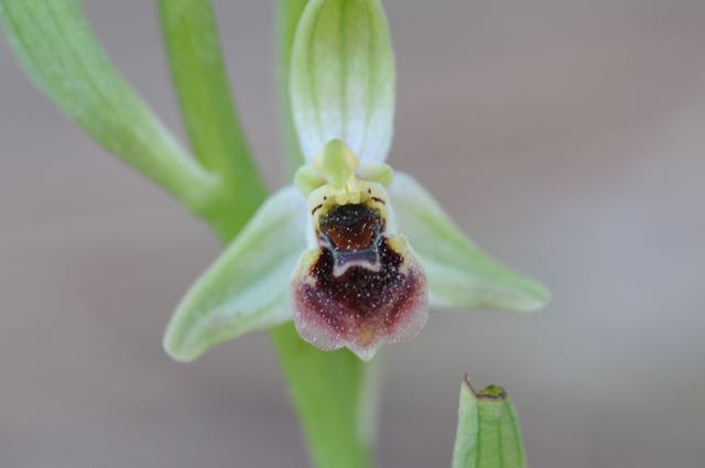 Ophrys spec EB Agios Minas 2.jpg