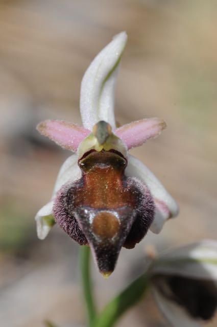 Ophrys spec VB Smygies 1.jpg