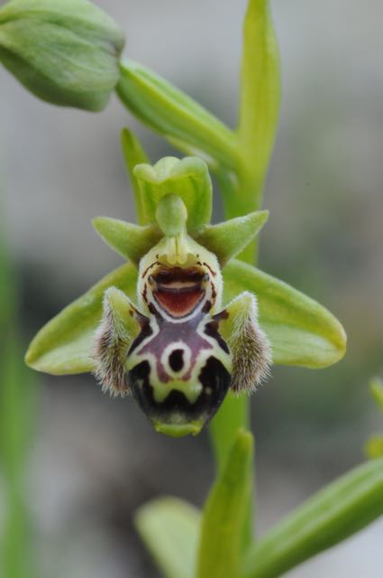 Ophrys attica VB Choulou 1.jpg
